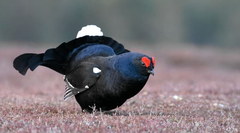Black Grouse Birds that look like Turkey