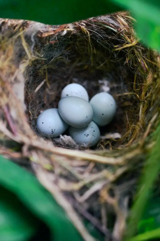 house sparrow eggs incubation