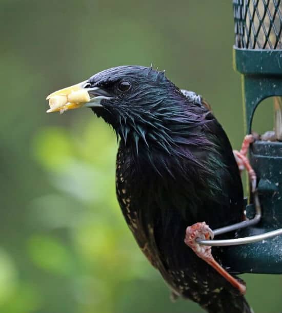 Bird feeders that keep large birds out