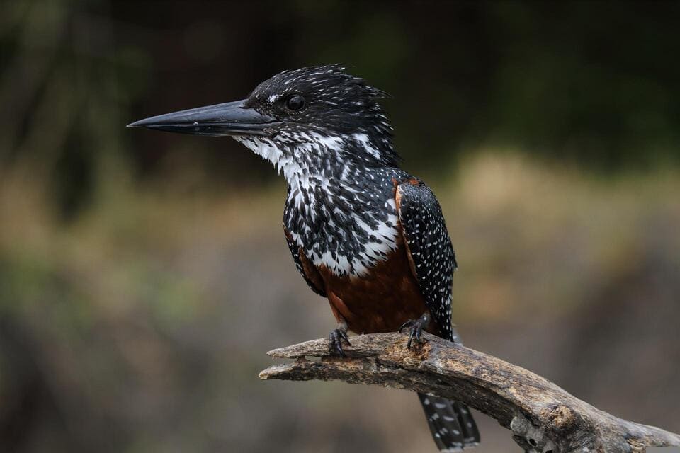 Giant Kingfisher Black birds With White Spots
