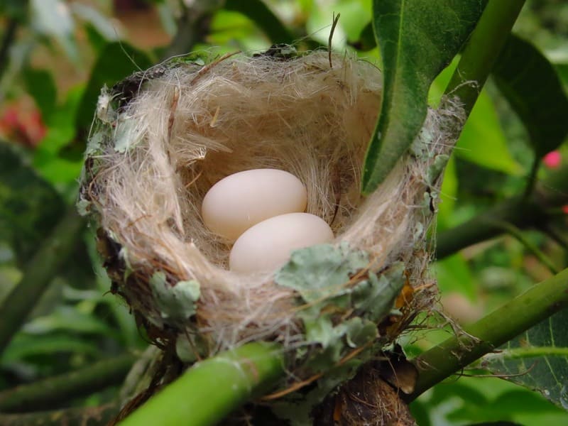  eggs hummingbirds