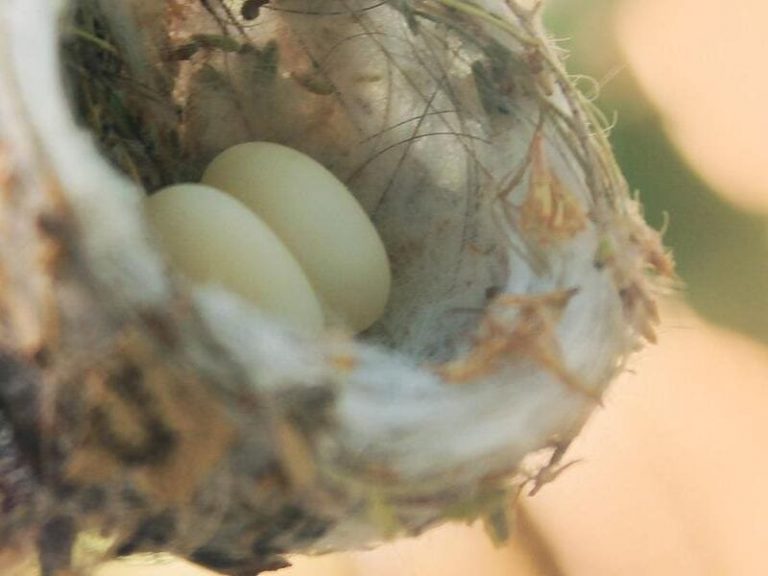 How long does it take for hummingbird eggs to hatch?
