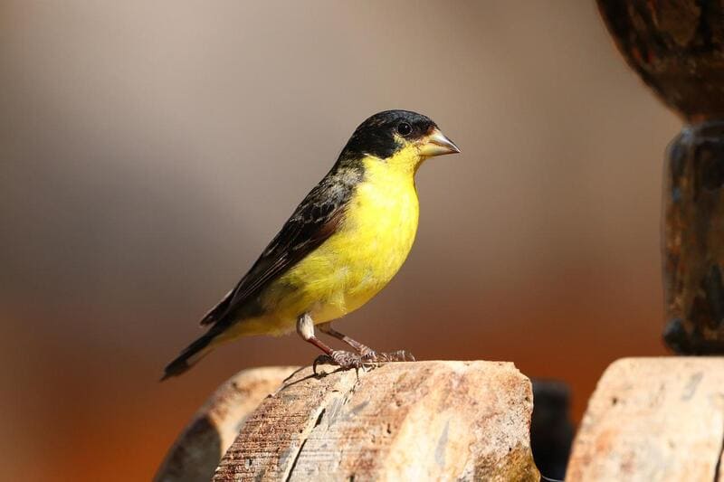 lesser-goldfinch