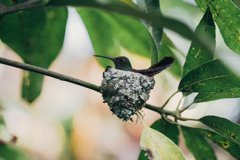 Gestation Period for Hummingbird