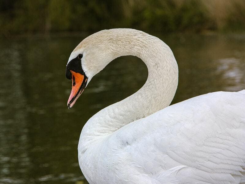 Bewick’s Swan