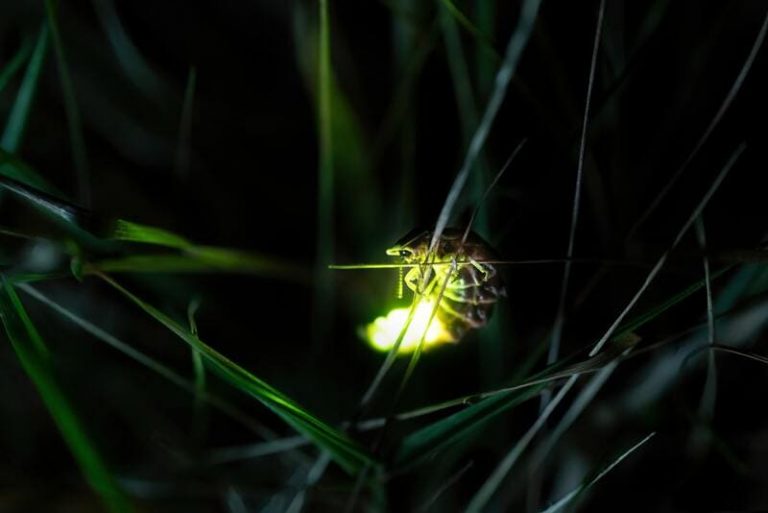 Where do Fireflies go During the Day? Answered!