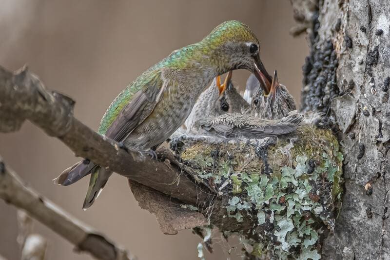  hummingbirds leave the nest