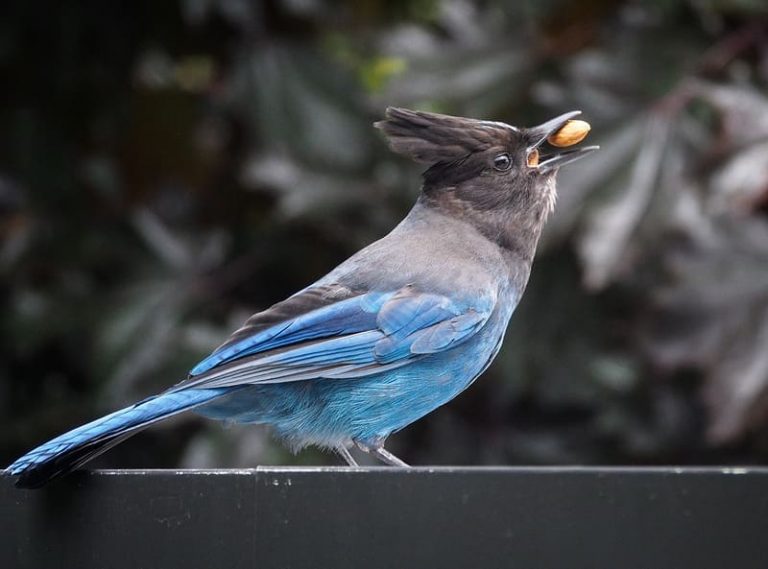 10 Birds with Crested Heads - (Explained and With Pictures)