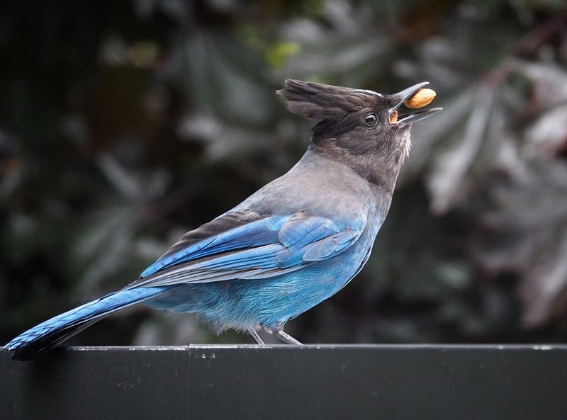 Stellar’s Jay