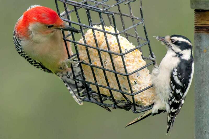 Woodpeckers eat at bird feeders