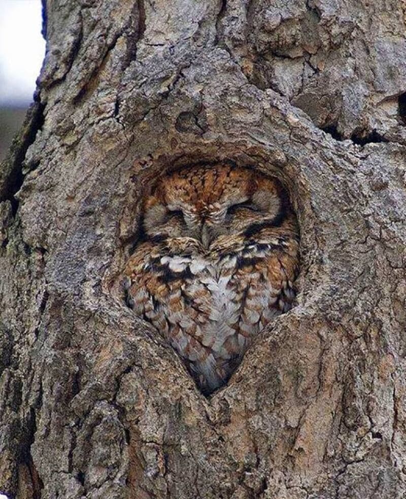 How do Owls Sleep