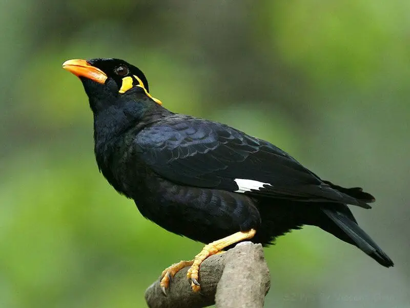 Hill Myna