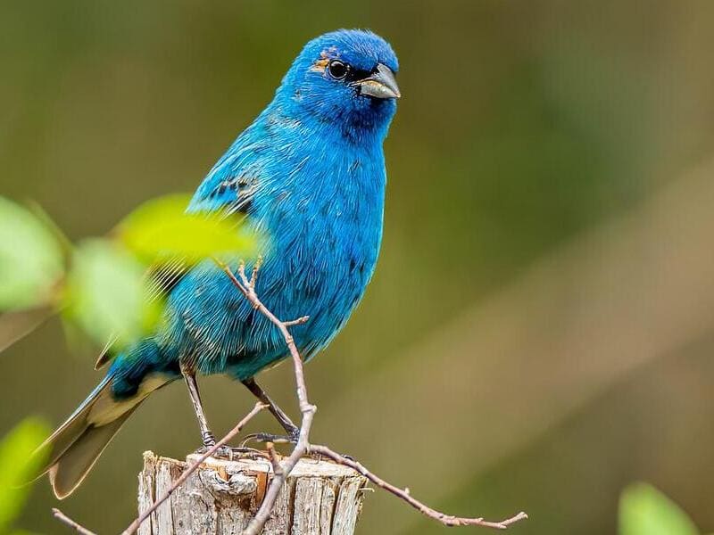 Blue Birds in Washington State