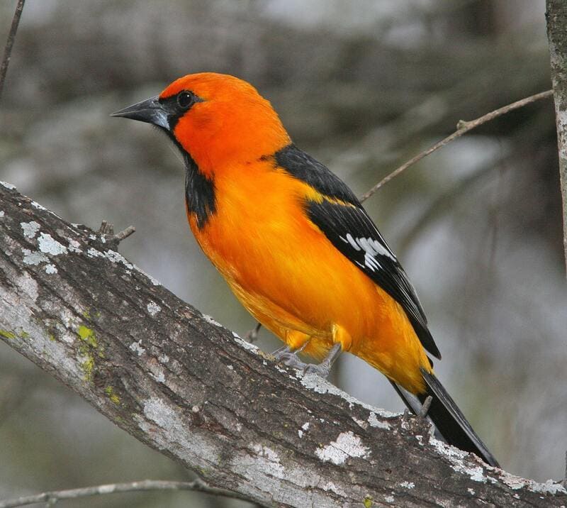Orange and Black Birds Altamira Oriole