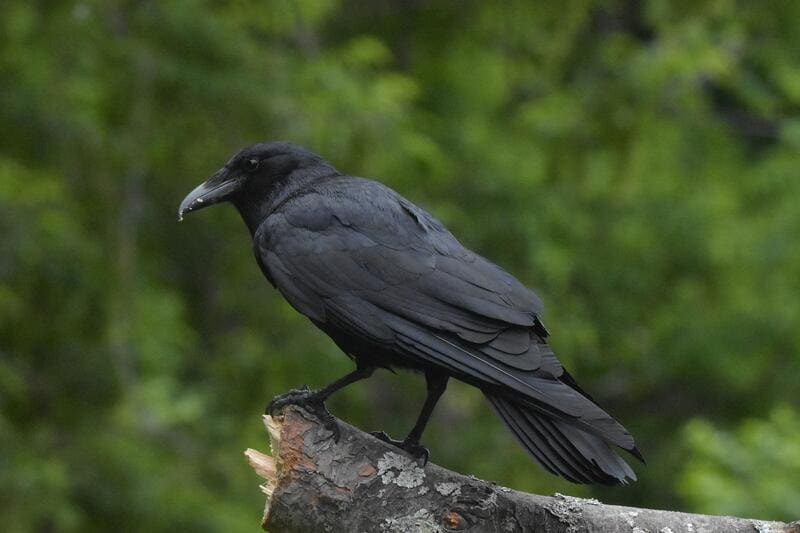  American Crow