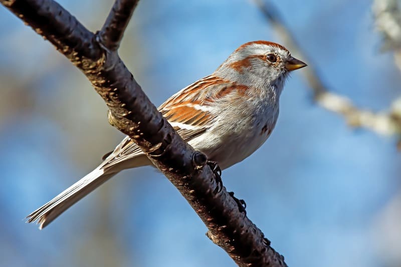 American Tree Sparrow