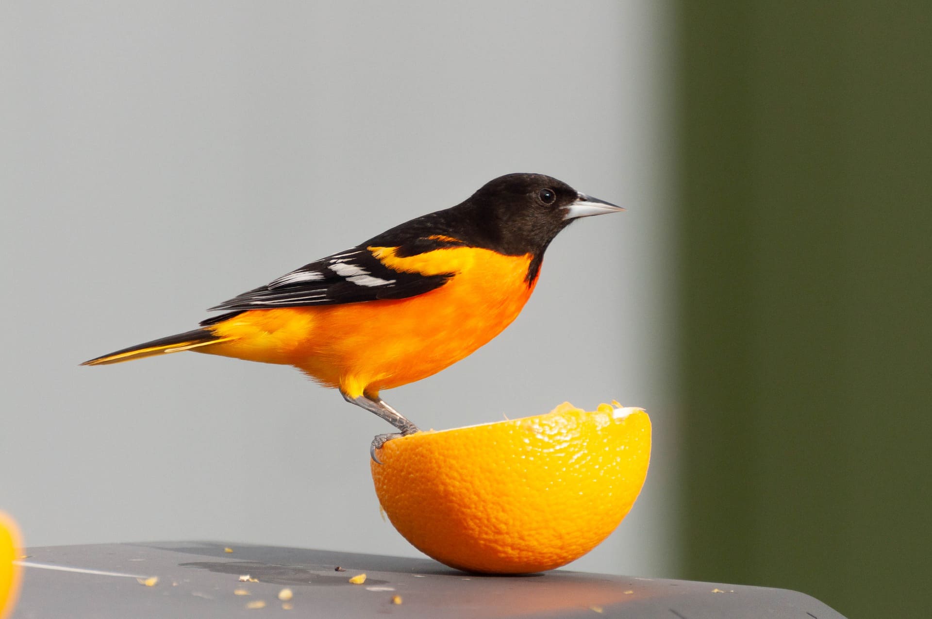 6 Black Bird With Orange Wings (Pictures And Info)