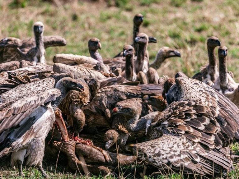 16 Birds That Eat Dead Animals