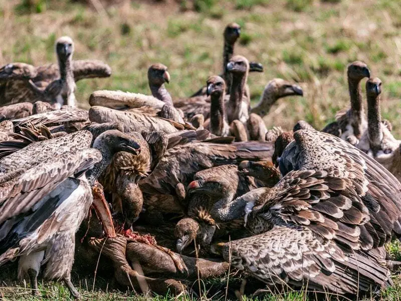 Birds that eat dead animals