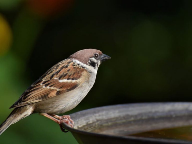 Types of Birds That Look Like Sparrows