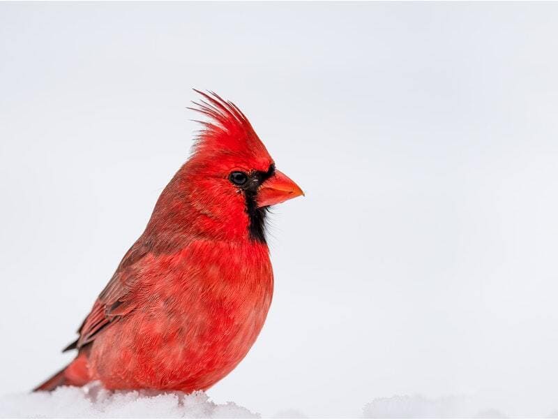 Birds that sound like a car alarm