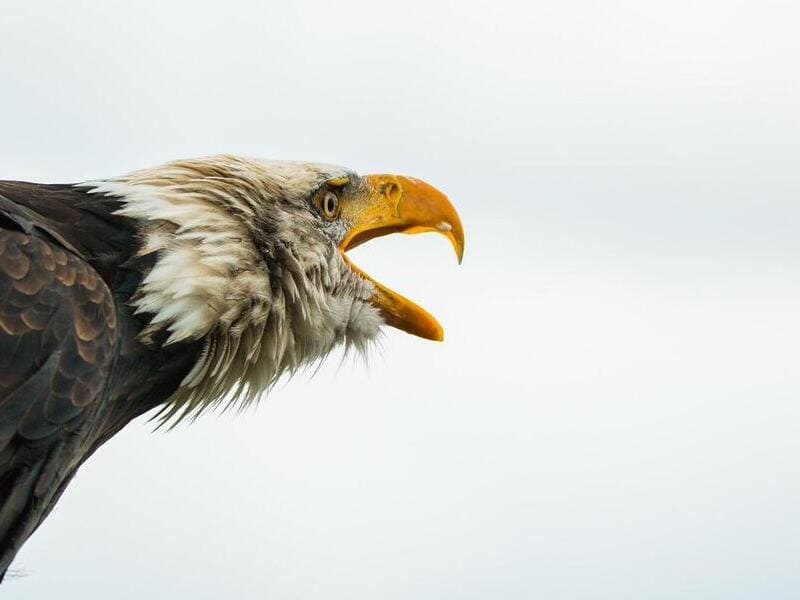 Birds that look like Bald Eagles