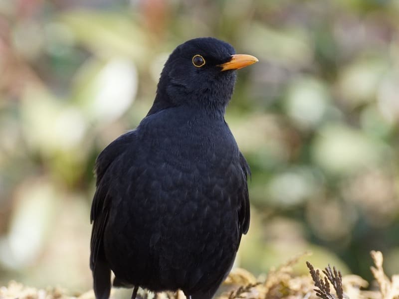 Black Birds with Yellow Beaks