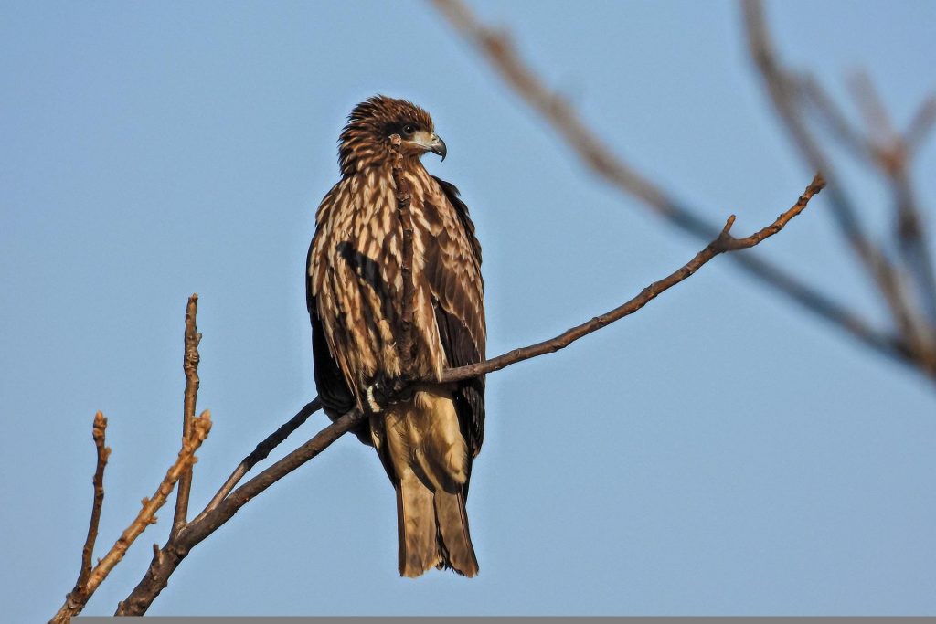 Black Kite - Bird that look like Bald Eagles
