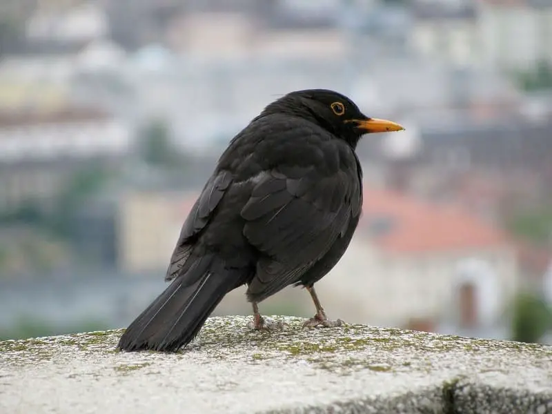 Black Thrush - black birds with yellow beaks