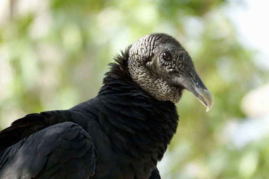 Black Vulture