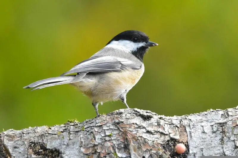 Black-capped Chickadee