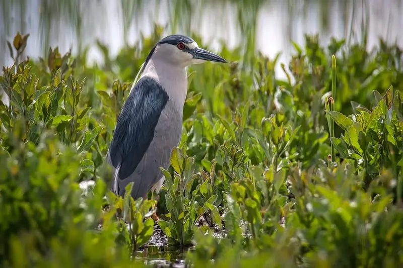 Black-crowned Night-heron