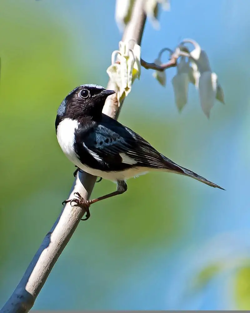 Blue and Black Bird Black-throated Blue Warbler