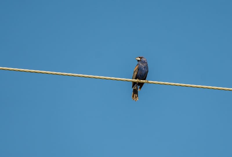 Blue Grosbeak