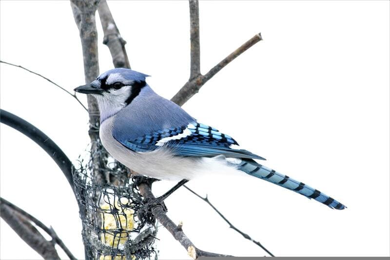 🔥 A Blue Jay and a Cardinal have a little confrontation. Both