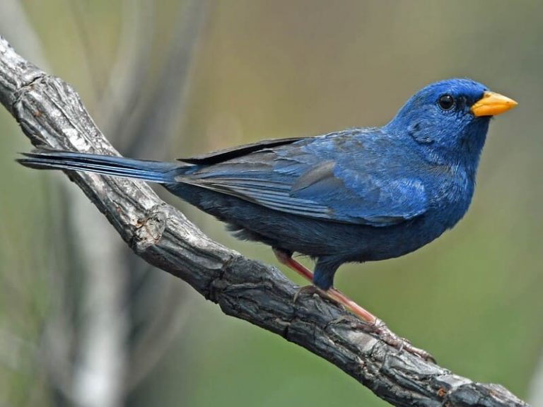 10 Blue and Black Birds | (With Pictures and Identification)
