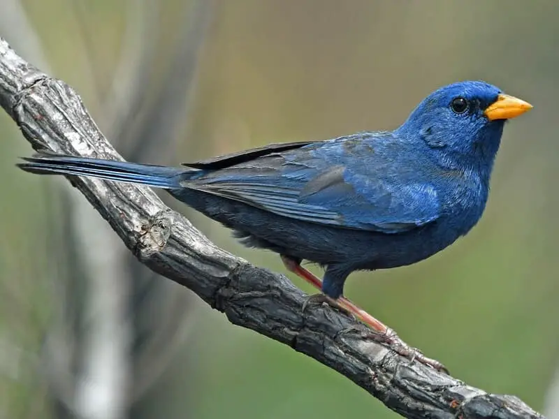 Blue and Black Bird