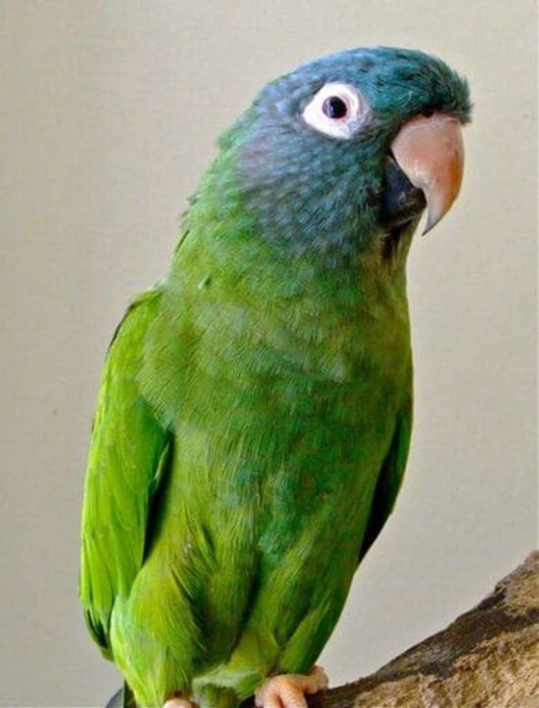 Blue-crowned Conure - Cheap Talking Birds