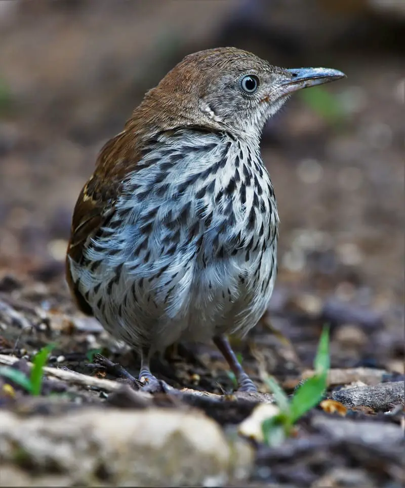  birds that sound like a car alarm