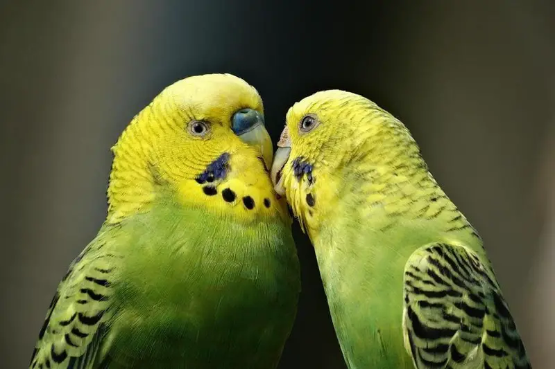 Budgerigar - 