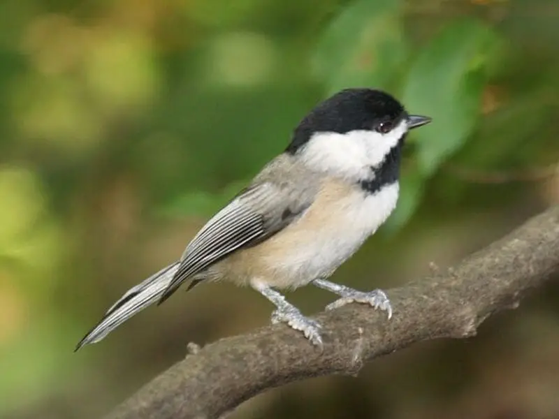 Carolina Chickadee small Birds with Black and White Heads