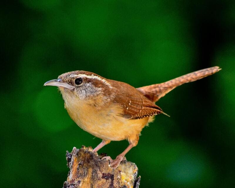 Carolina Wren