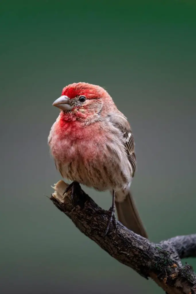 Cassin’s Finch