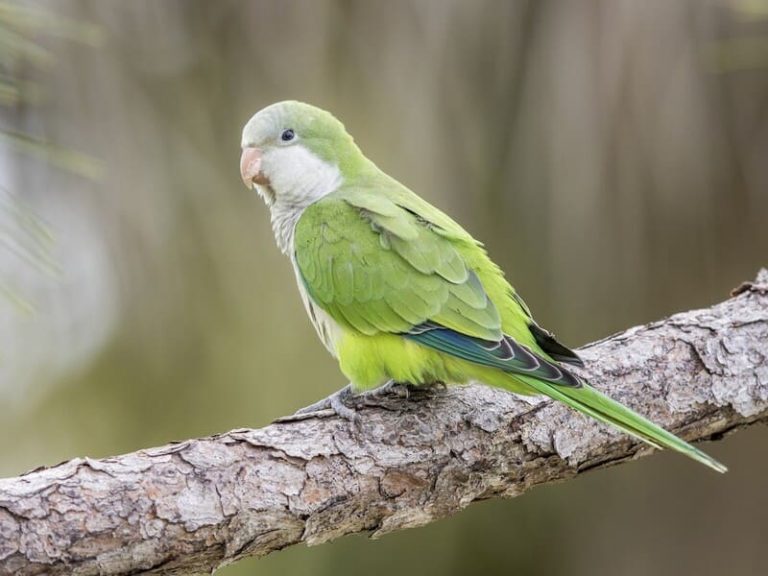Cheap Talking Birds: Which Will Be the Best and Cheapest?