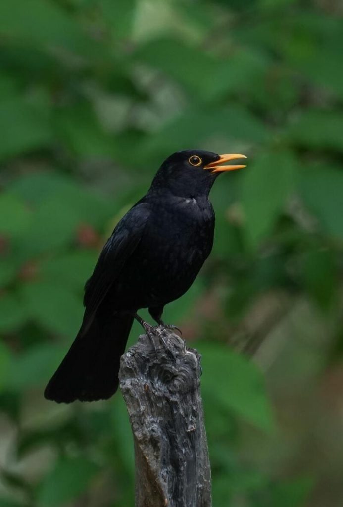Black Birds with Yellow Beaks