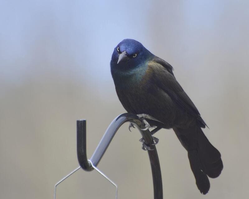  birds that sound like a car alarm