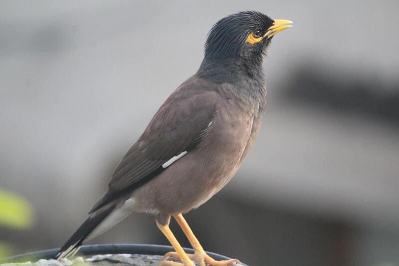 Common Myna