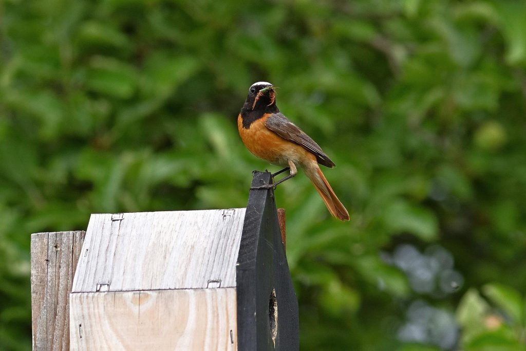 Common Redstart - Birds that Look Like Robins but Are Not