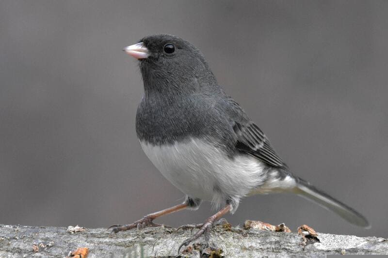 Dark-eyed Junco