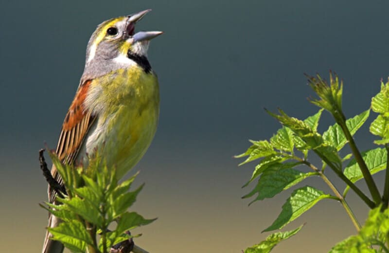 Dickcissel